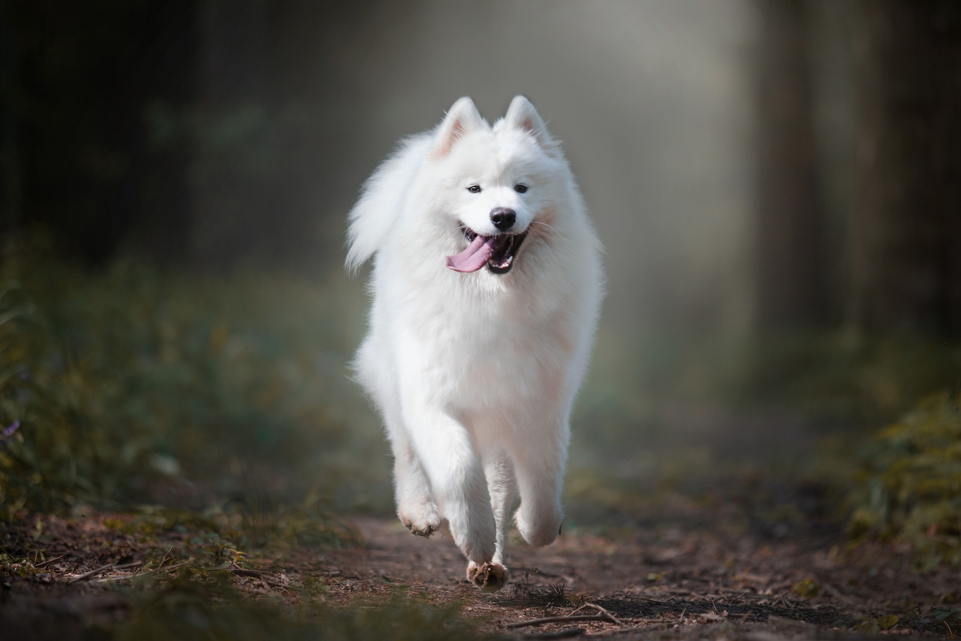 běžící pes